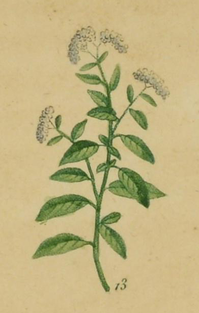 Illustration of a heliotrope with white flowers.